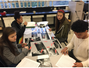 BioMed Cards